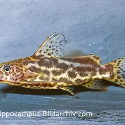 Squeaker Catfish, photo 1