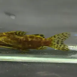 Squeaker Catfish, photo 2