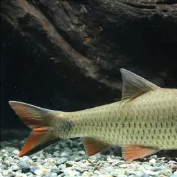 Javaen Barb, photo 1