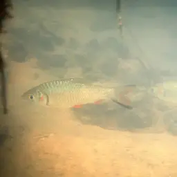 Javaen Barb, photo 2