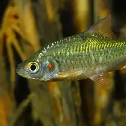 Javaen Barb, photo 3