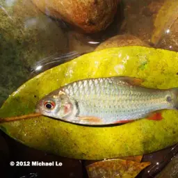 Javaen Barb, photo 5
