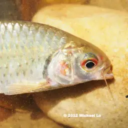 Javaen Barb, photo 6