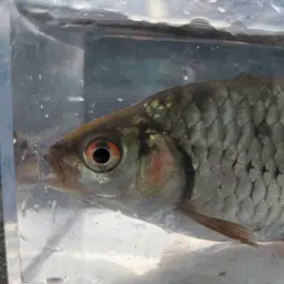 Javaen Barb, photo 8