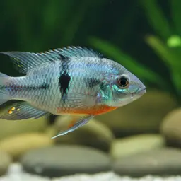 T-bar Cichlid, photo 11