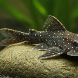 Medusa pleco, photo 3