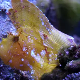 Paper Scorpionfish, photo 1