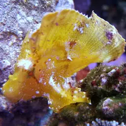Paper Scorpionfish, photo 2