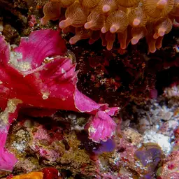 Paper Scorpionfish, photo 3