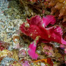 Paper Scorpionfish, photo 4
