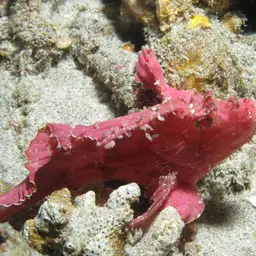Paper Scorpionfish, photo 5