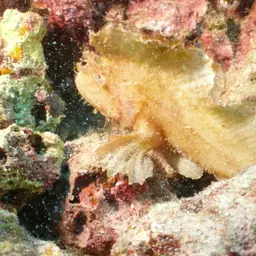 Paper Scorpionfish, photo 6
