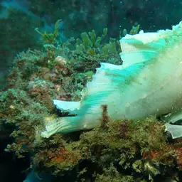 Paper Scorpionfish, photo 7