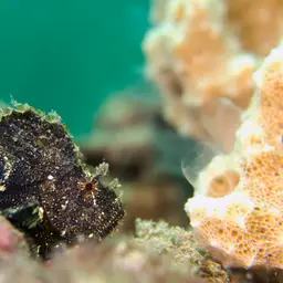 Paper Scorpionfish, photo 8