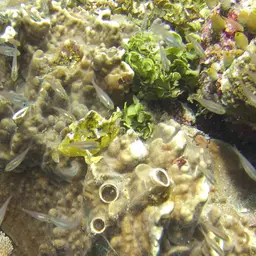 Paper Scorpionfish, photo 9