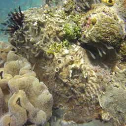Paper Scorpionfish, photo 10