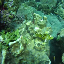 Paper Scorpionfish, photo 11