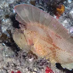 Paper Scorpionfish, photo 12