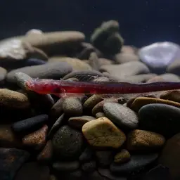 Bearded Wormgoby