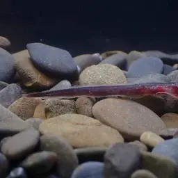 Bearded Wormgoby, photo 2