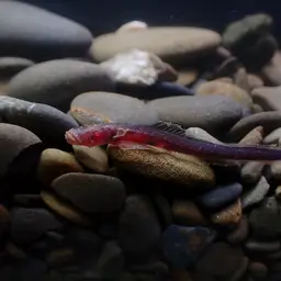 Bearded Wormgoby, photo 3