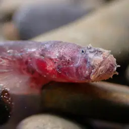 Bearded Wormgoby, photo 6