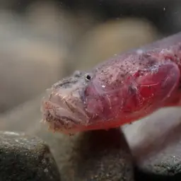 Bearded Wormgoby, photo 7