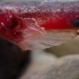 Bearded Wormgoby, photo 8