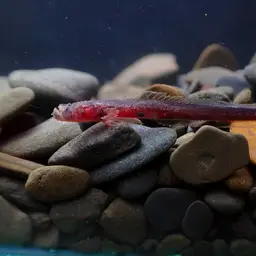 Bearded Wormgoby, photo 10