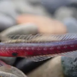 Bearded Wormgoby, photo 11
