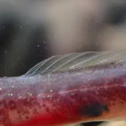 Bearded Wormgoby, photo 12