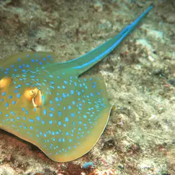 Bluespotted Lagoon Ray