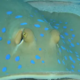 Bluespotted Lagoon Ray, photo 2