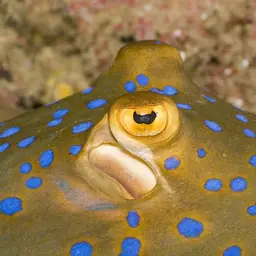 Bluespotted Lagoon Ray, photo 3