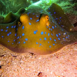 Bluespotted Lagoon Ray, photo 4