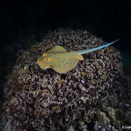 Bluespotted Lagoon Ray, photo 5