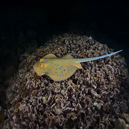 Bluespotted Lagoon Ray, photo 6