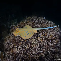 Bluespotted Lagoon Ray, photo 7
