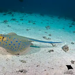 Bluespotted Lagoon Ray, photo 8