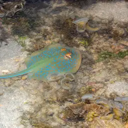 Bluespotted Lagoon Ray, photo 9
