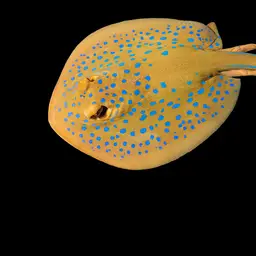 Bluespotted Lagoon Ray, photo 10