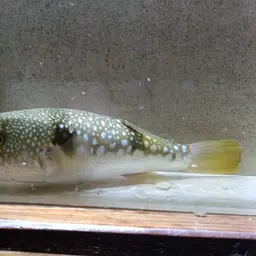 Grass Puffer, photo 4
