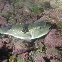 Grass Puffer, photo 5