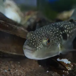 Grass Puffer, photo 7