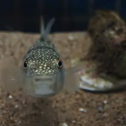 Grass Puffer, photo 8