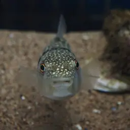 Grass Puffer, photo 9