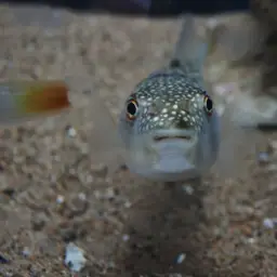 Grass Puffer, photo 10