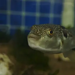 Grass Puffer, photo 11