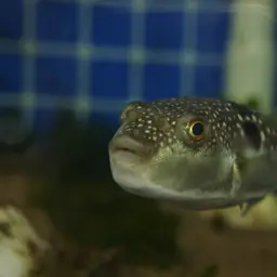 Grass Puffer, photo 12
