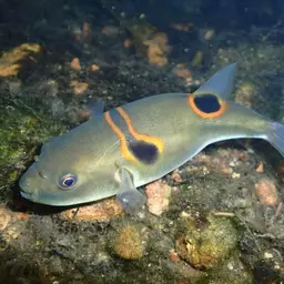 Ocellated Puffer, photo 1